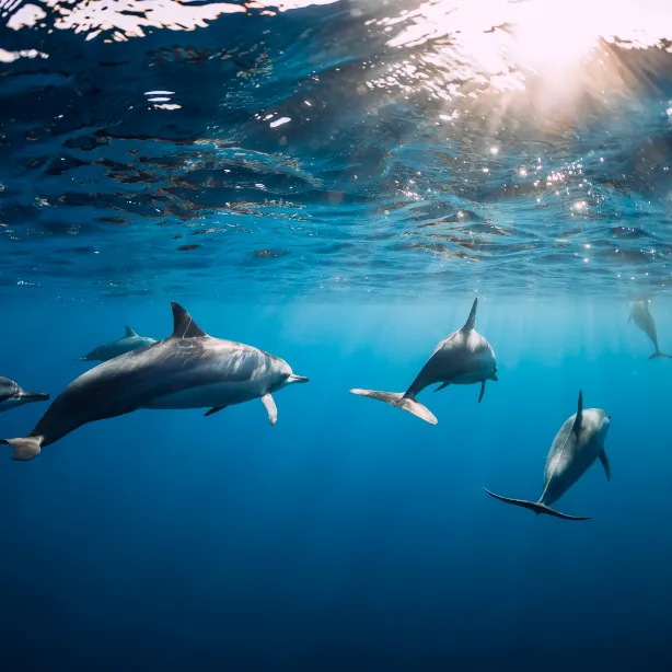Dolphin Watching