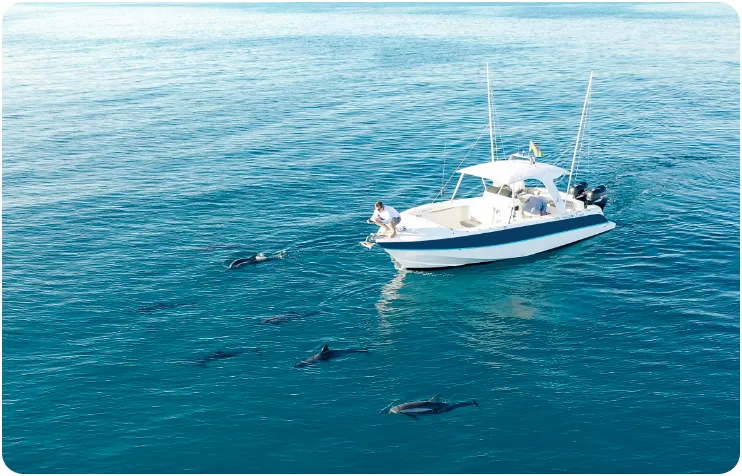 Dolphin Watching by Blue Safari